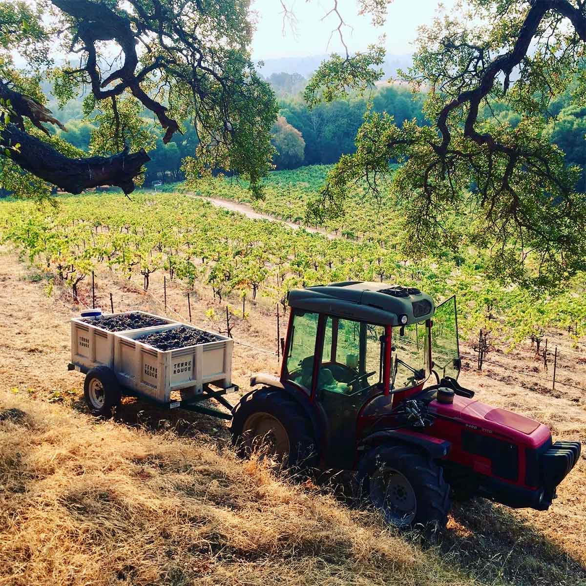 Steep Vineyard Site